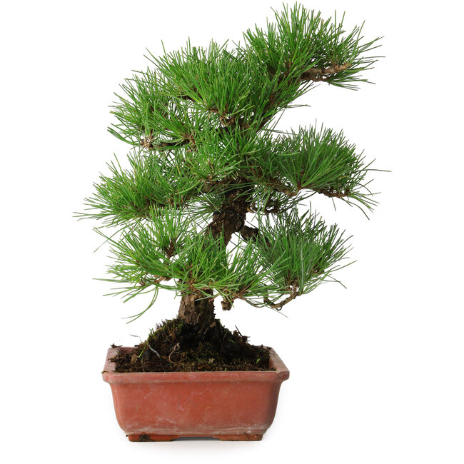 Pinus thunbergii, 33 cm, ± 20 jaar oud