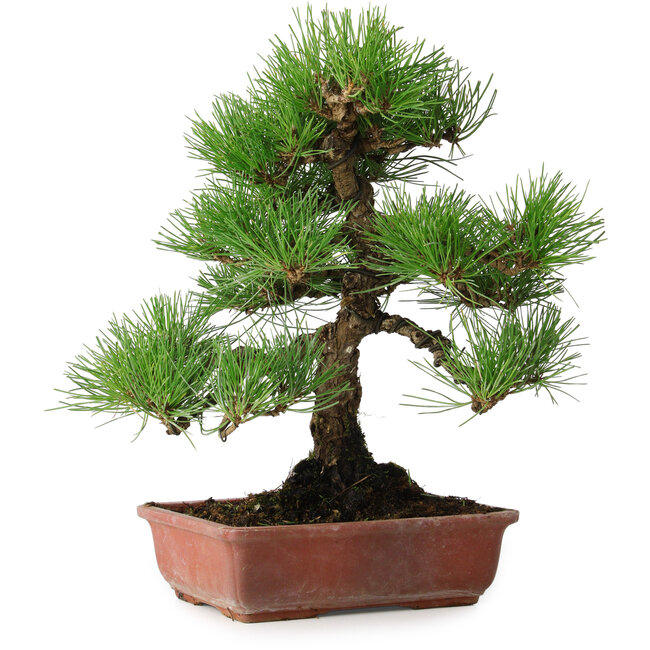 Pinus thunbergii, 33 cm, ± 20 jaar oud