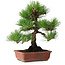 Pinus thunbergii, 33 cm, ± 20 jaar oud
