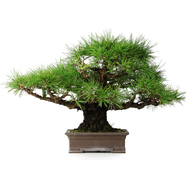 Pinus thunbergii, 30,5 cm, ± 25 jaar oud