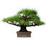 Pinus thunbergii, 30,5 cm, ± 25 jaar oud