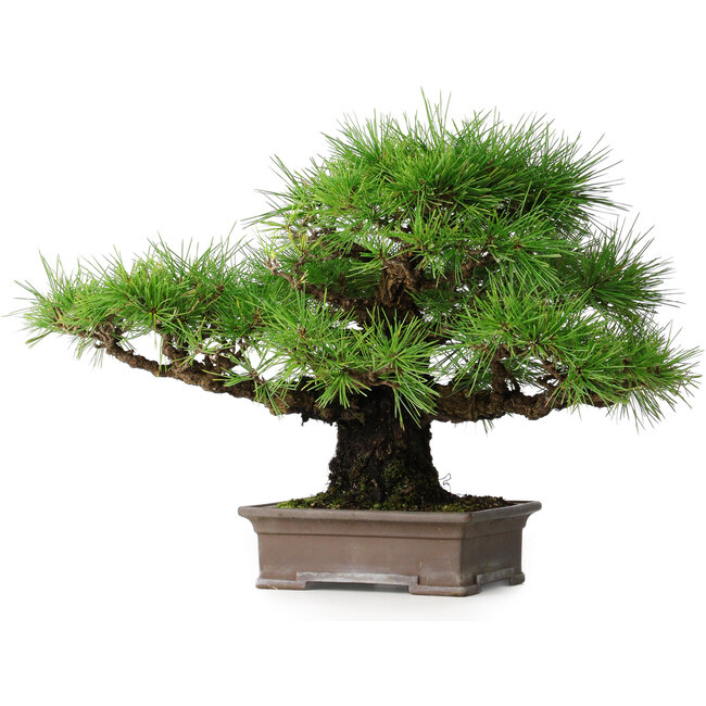 Pinus thunbergii, 30,5 cm, ± 25 anni