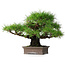 Pinus thunbergii, 30,5 cm, ± 25 ans
