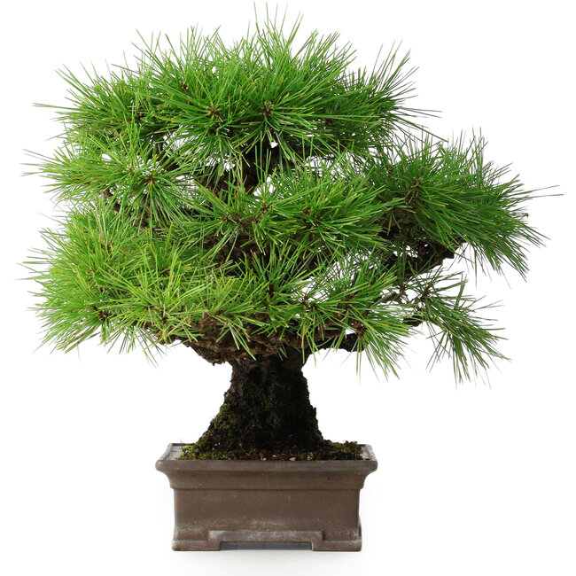 Pinus thunbergii, 30,5 cm, ± 25 ans