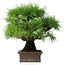 Pinus thunbergii, 30,5 cm, ± 25 jaar oud