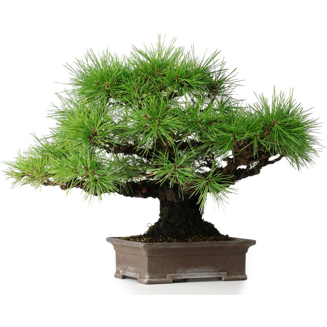 Pinus thunbergii, 30,5 cm, ± 25 ans