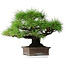 Pinus thunbergii, 30,5 cm, ± 25 jaar oud