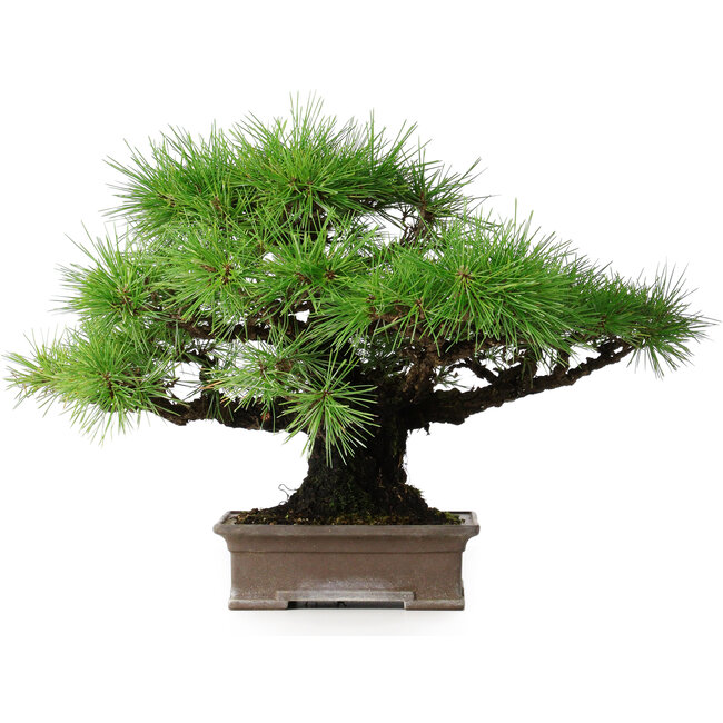 Pinus thunbergii, 30,5 cm, ± 25 Jahre alt