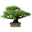 Pinus thunbergii, 30,5 cm, ± 25 jaar oud