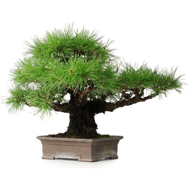 Pinus thunbergii, 30,5 cm, ± 25 ans