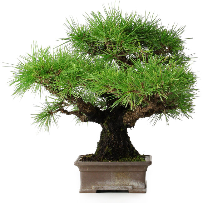 Pinus thunbergii, 30,5 cm, ± 25 Jahre alt