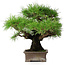 Pinus thunbergii, 30,5 cm, ± 25 jaar oud