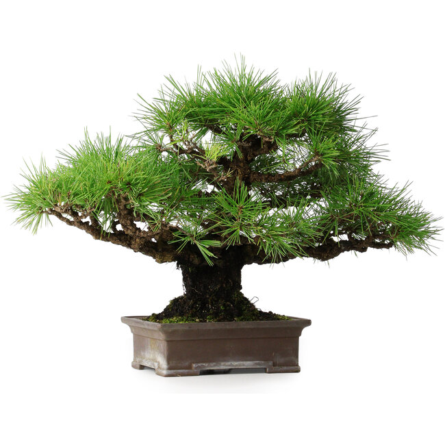 Pinus thunbergii, 30,5 cm, ± 25 anni