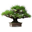 Pinus thunbergii, 30,5 cm, ± 25 jaar oud