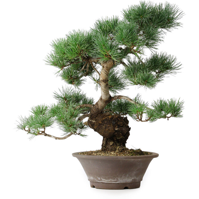 Pinus parviflora, 44,5 cm, ± 20 años