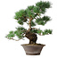 Pinus parviflora, 44,5 cm, ± 20 Jahre alt