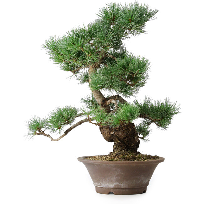 Pinus parviflora, 44,5 cm, ± 20 años