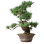 Pinus parviflora, 44,5 cm, ± 20 jaar oud