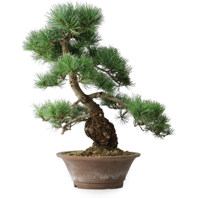 Pinus parviflora, 44,5 cm, ± 20 años