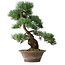 Pinus parviflora, 44,5 cm, ± 20 jaar oud