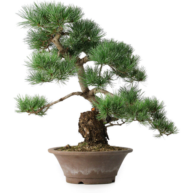 Pinus parviflora, 44,5 cm, ± 20 anni