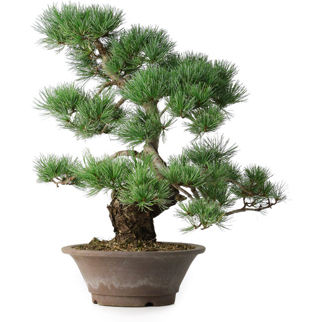 Pinus parviflora, 44,5 cm, ± 20 ans