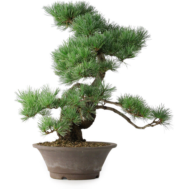 Pinus parviflora, 44,5 cm, ± 20 ans
