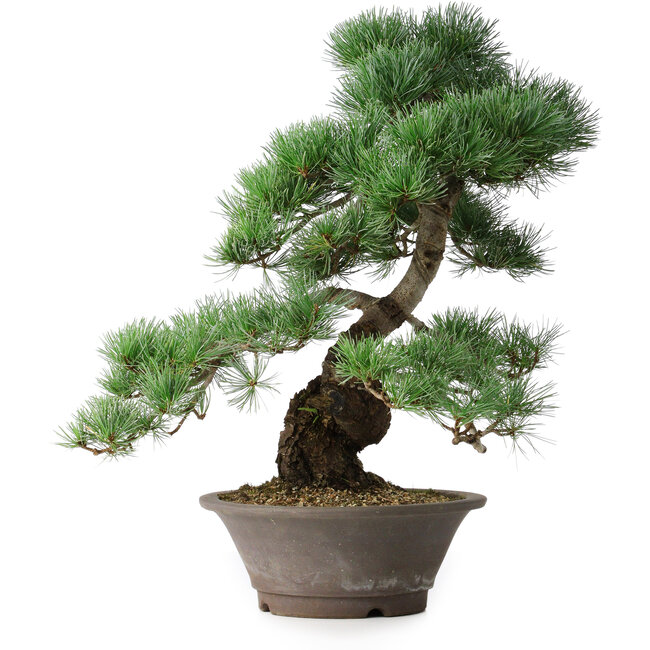 Pinus parviflora, 44,5 cm, ± 20 jaar oud