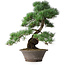 Pinus parviflora, 44,5 cm, ± 20 jaar oud