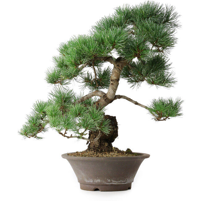 Pinus parviflora, 44,5 cm, ± 20 ans