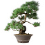 Pinus parviflora, 44,5 cm, ± 20 jaar oud