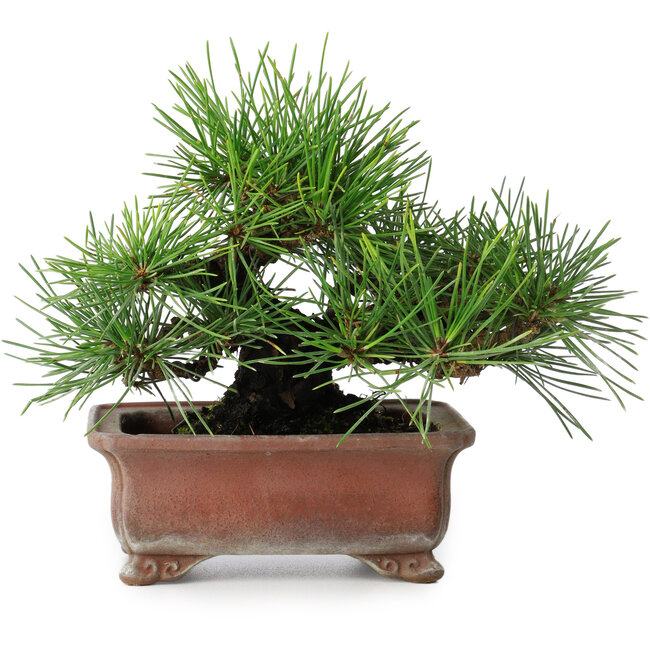 Pinus thunbergii, 14,5 cm, ± 20 años, en maceta japonesa hecha a mano por Zenigo