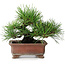Pinus thunbergii, 14,5 cm, ± 20 jaar oud, in een handgemaakte Japanse pot van Zenigo