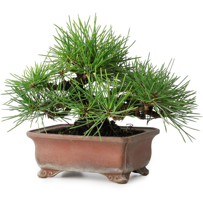 Pinus thunbergii, 14,5 cm, ± 20 years old, in a handmade Japanese pot by Zenigo