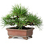 Pinus thunbergii, 14,5 cm, ± 20 jaar oud, in een handgemaakte Japanse pot van Zenigo