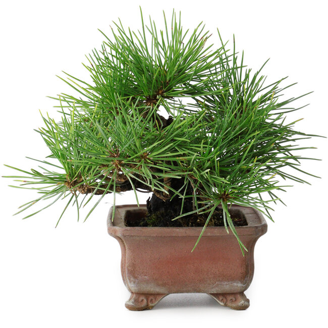 Pinus thunbergii, 14,5 cm, ± 20 jaar oud, in een handgemaakte Japanse pot van Zenigo