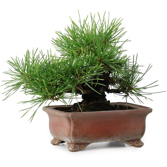 Pinus thunbergii, 14,5 cm, ± 20 Jahre alt, in einem handgefertigten japanischen Topf von Zenigo