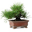 Pinus thunbergii, 14,5 cm, ± 20 jaar oud, in een handgemaakte Japanse pot van Zenigo