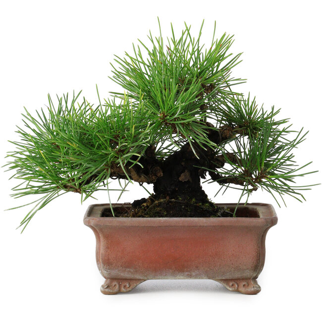 Pinus thunbergii, 14,5 cm, ± 20 ans, dans un pot japonais fait main par Zenigo
