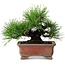 Pinus thunbergii, 14,5 cm, ± 20 jaar oud, in een handgemaakte Japanse pot van Zenigo
