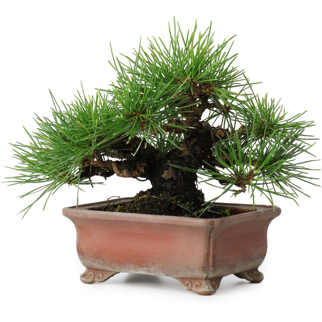 Pinus thunbergii, 14,5 cm, ± 20 years old, in a handmade Japanese pot by Zenigo