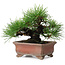 Pinus thunbergii, 14,5 cm, ± 20 jaar oud, in een handgemaakte Japanse pot van Zenigo