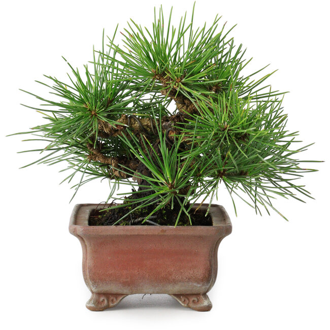 Pinus thunbergii, 14,5 cm, ± 20 años, en maceta japonesa hecha a mano por Zenigo