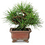 Pinus thunbergii, 14,5 cm, ± 20 ans, dans un pot japonais fait main par Zenigo