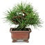 Pinus thunbergii, 14,5 cm, ± 20 jaar oud, in een handgemaakte Japanse pot van Zenigo