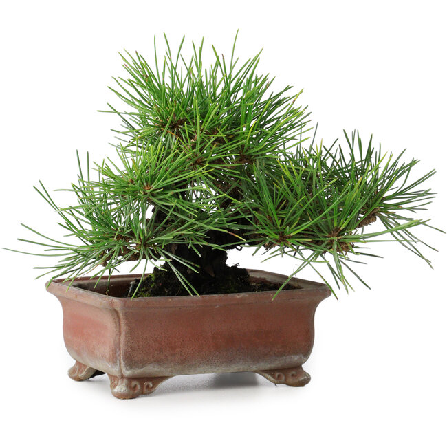 Pinus thunbergii, 14,5 cm, ± 20 anni, in un vaso giapponese fatto a mano da Zenigo