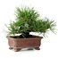 Pinus thunbergii, 14,5 cm, ± 20 ans, dans un pot japonais fait main par Zenigo