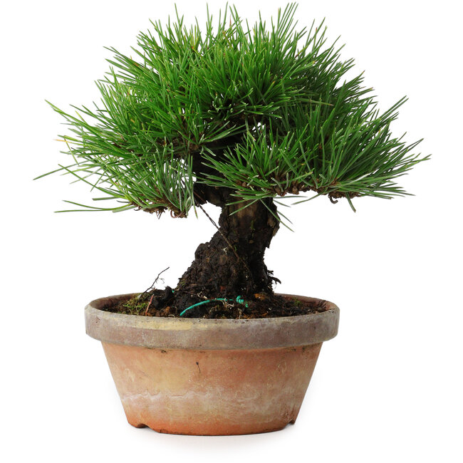 Pinus thunbergii, 17,5 cm, ± 15 jaar oud