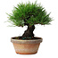 Pinus thunbergii, 17,5 cm, ± 15 ans