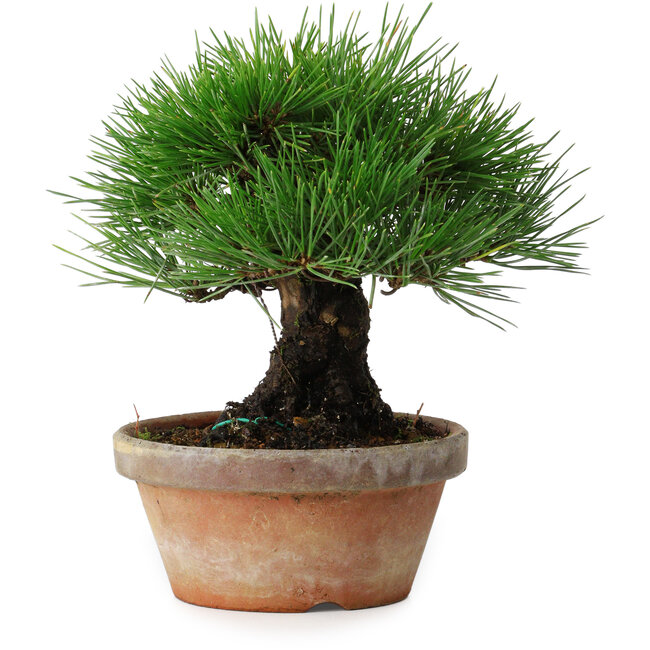 Pinus thunbergii, 17,5 cm, ± 15 jaar oud